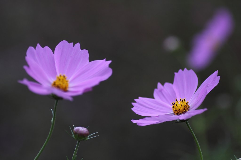 Tamron 90mm f2.8 macro 172E