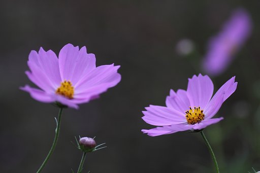 Tamron 90mm f2.8 macro 172E