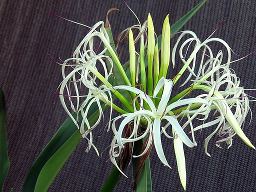 百合科の花