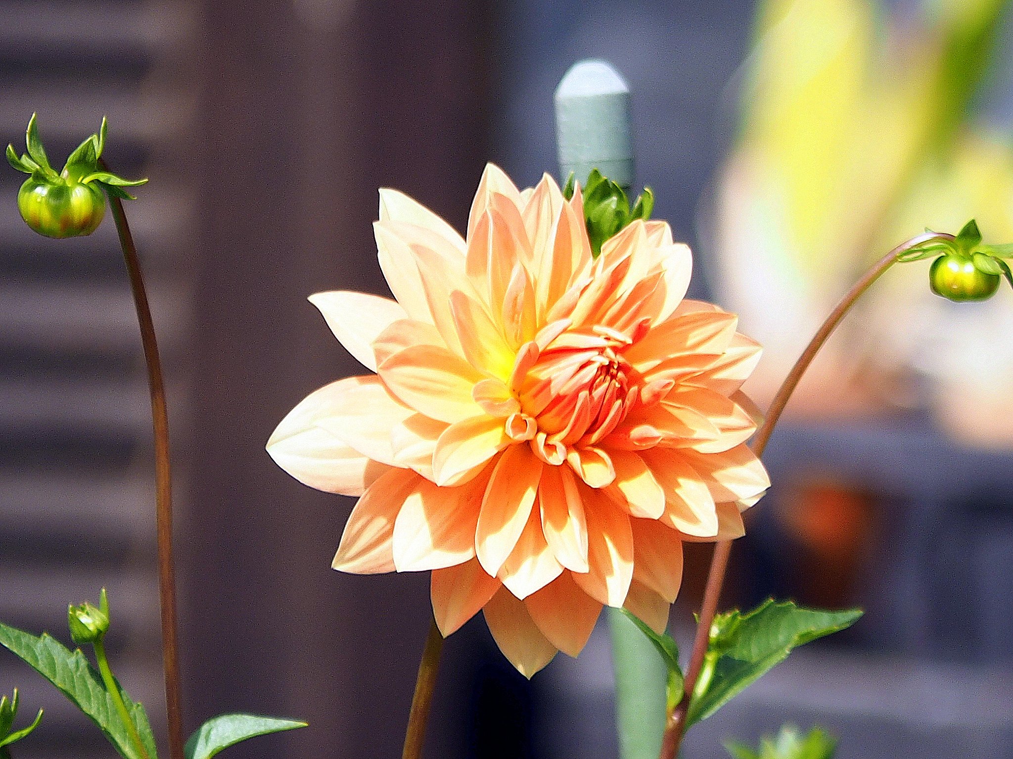 panasonic Lumix G Varto 45-200mm F4-5.6