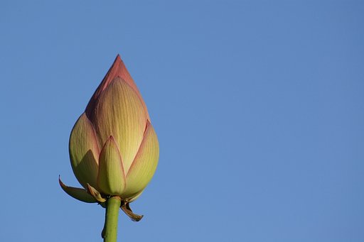 蓮と青空