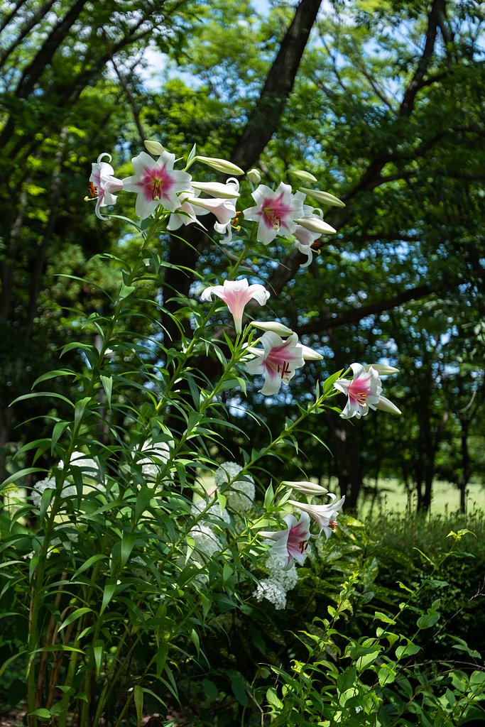 EF16-35mm F2.8 L