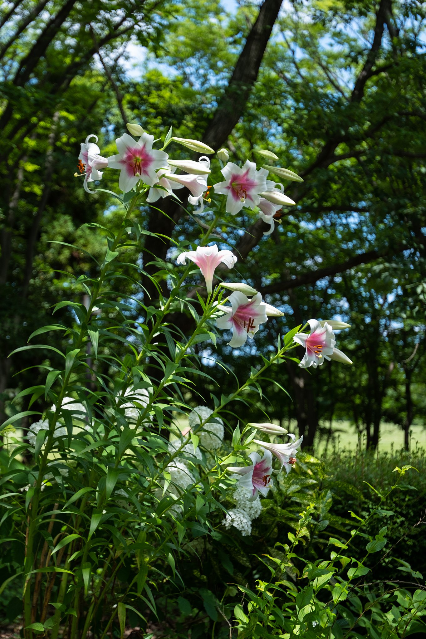 EF16-35mm F2.8 L