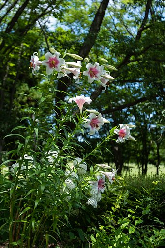 EF16-35mm F2.8 L