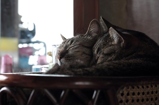 お昼寝中