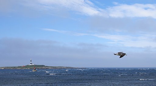 マグロが来る海