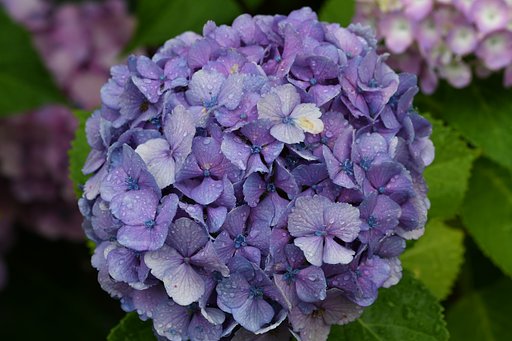 紫陽花