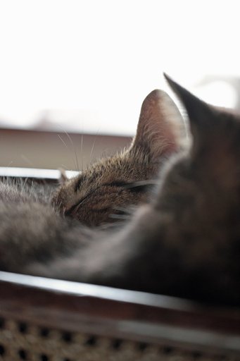6月11日の写真