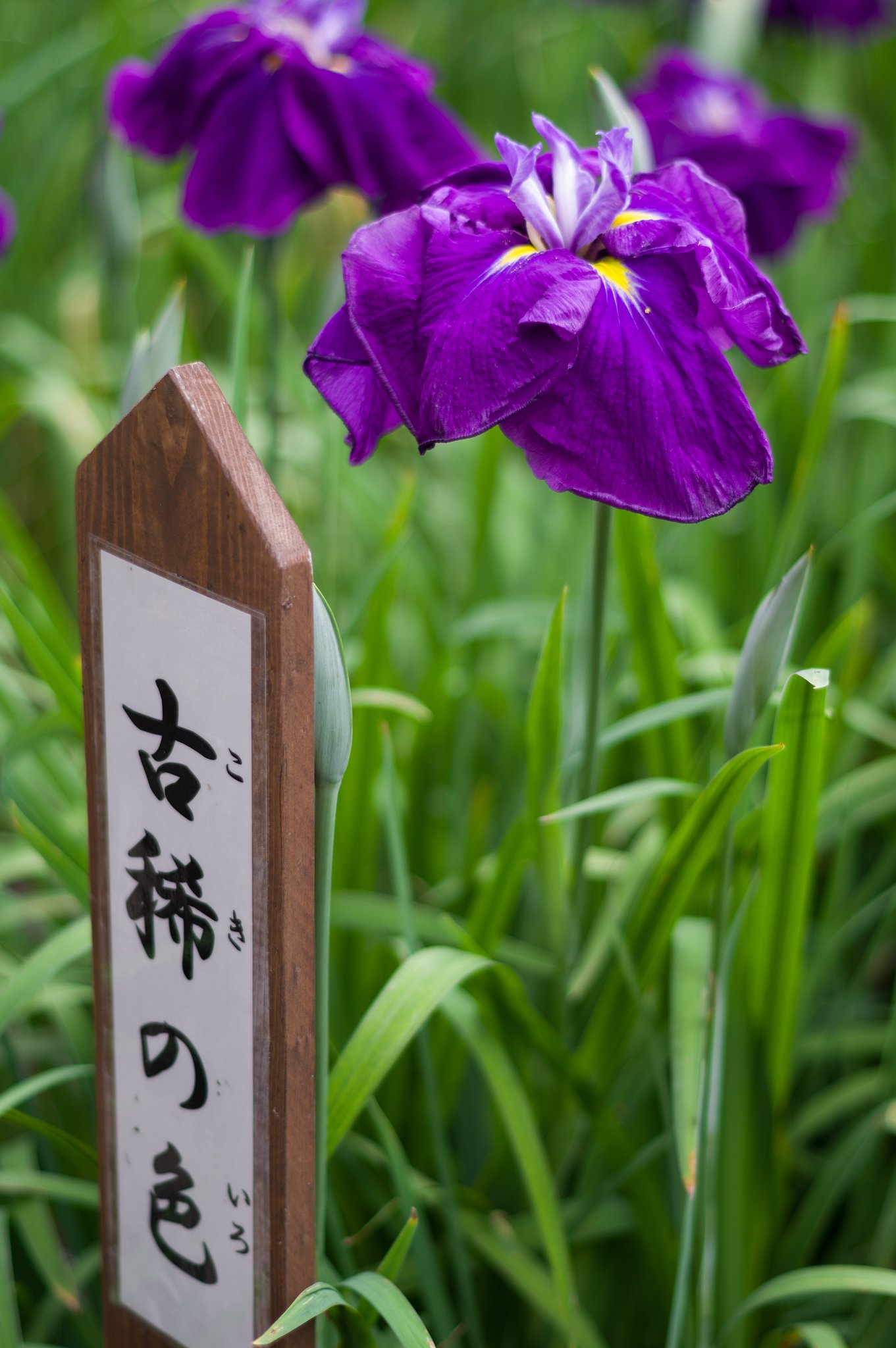 PENTAX-DA 50mmF1.8
