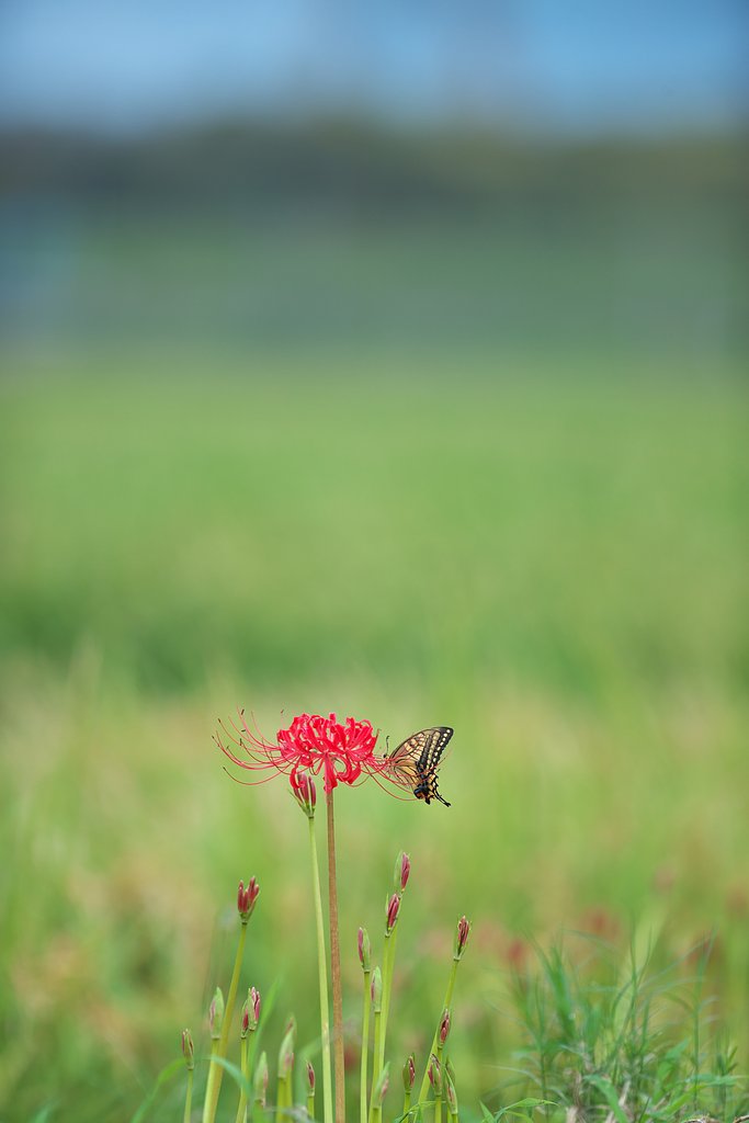 EF300mm F2.8L IS