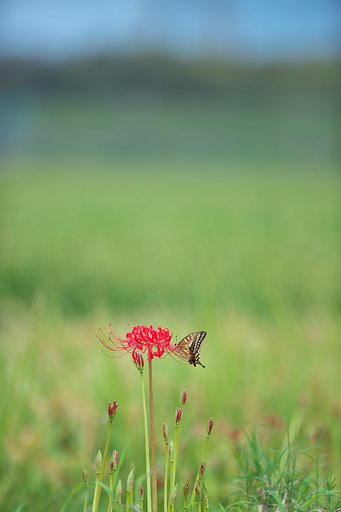 EF300mm F2.8L IS