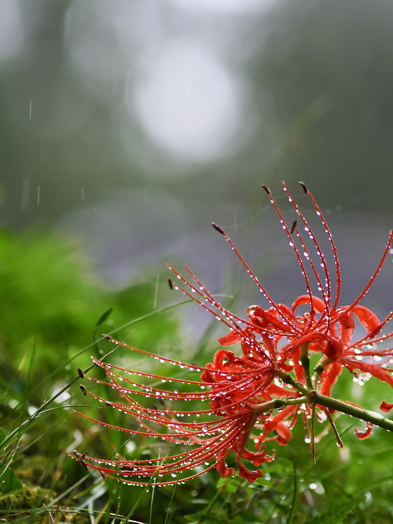 雨に咲く