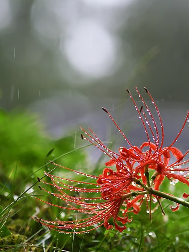 雨に咲く