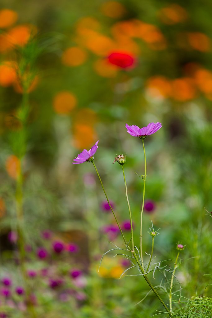 EF70-200mm F4 L IS 