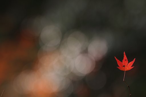 透過光の玉ボケ