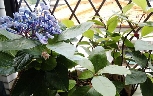 【初夏】バルコニー