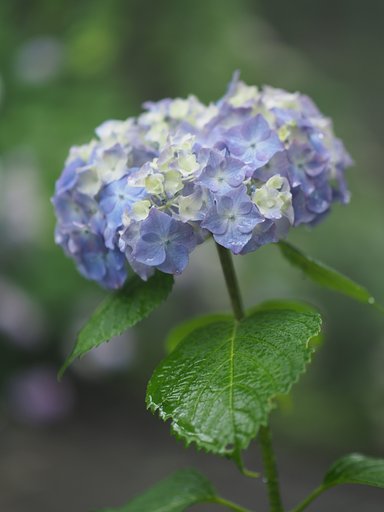 雨は友だち２