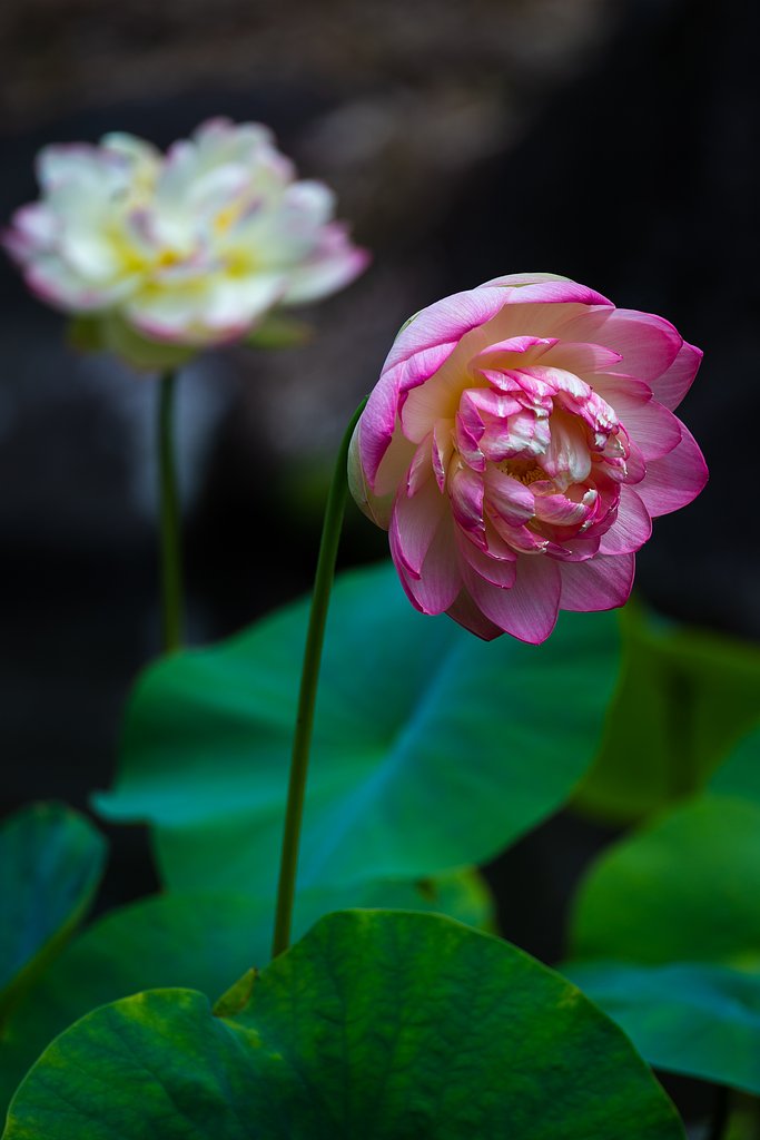 EF100-400mm F4.5-5.6 L IS