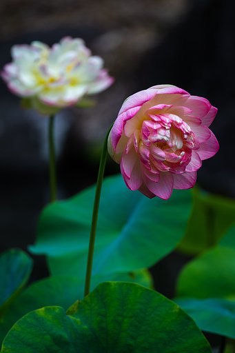 EF100-400mm F4.5-5.6 L IS