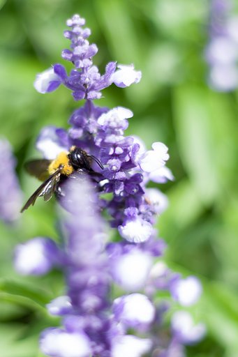 PENTAX-DA 50mmF1.8