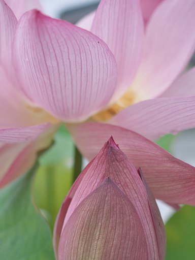 開花
