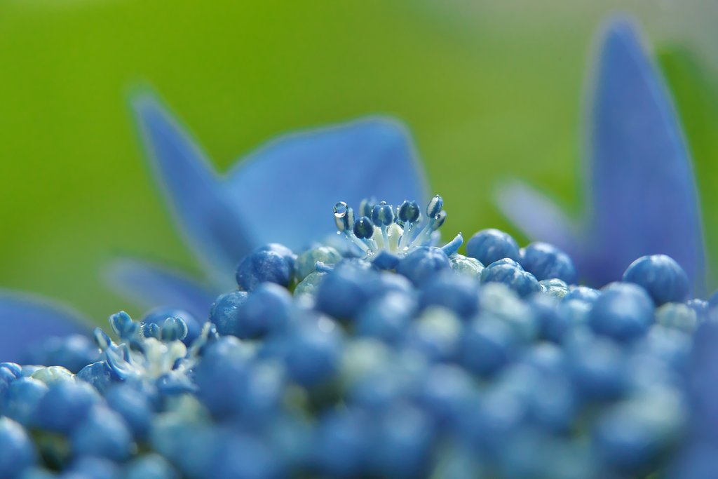 Tamron 90mm F2.8  Macro  F017+EF12Ⅱ+EF25Ⅱ
