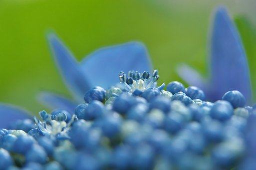 Tamron 90mm F2.8  Macro  F017+EF12Ⅱ+EF25Ⅱ
