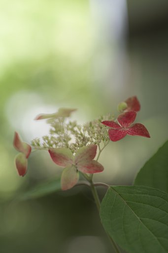 タムロン90㎜F2.8マクロ１７２Ｅ