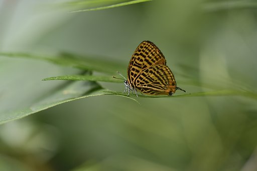 シジミチョウ 2