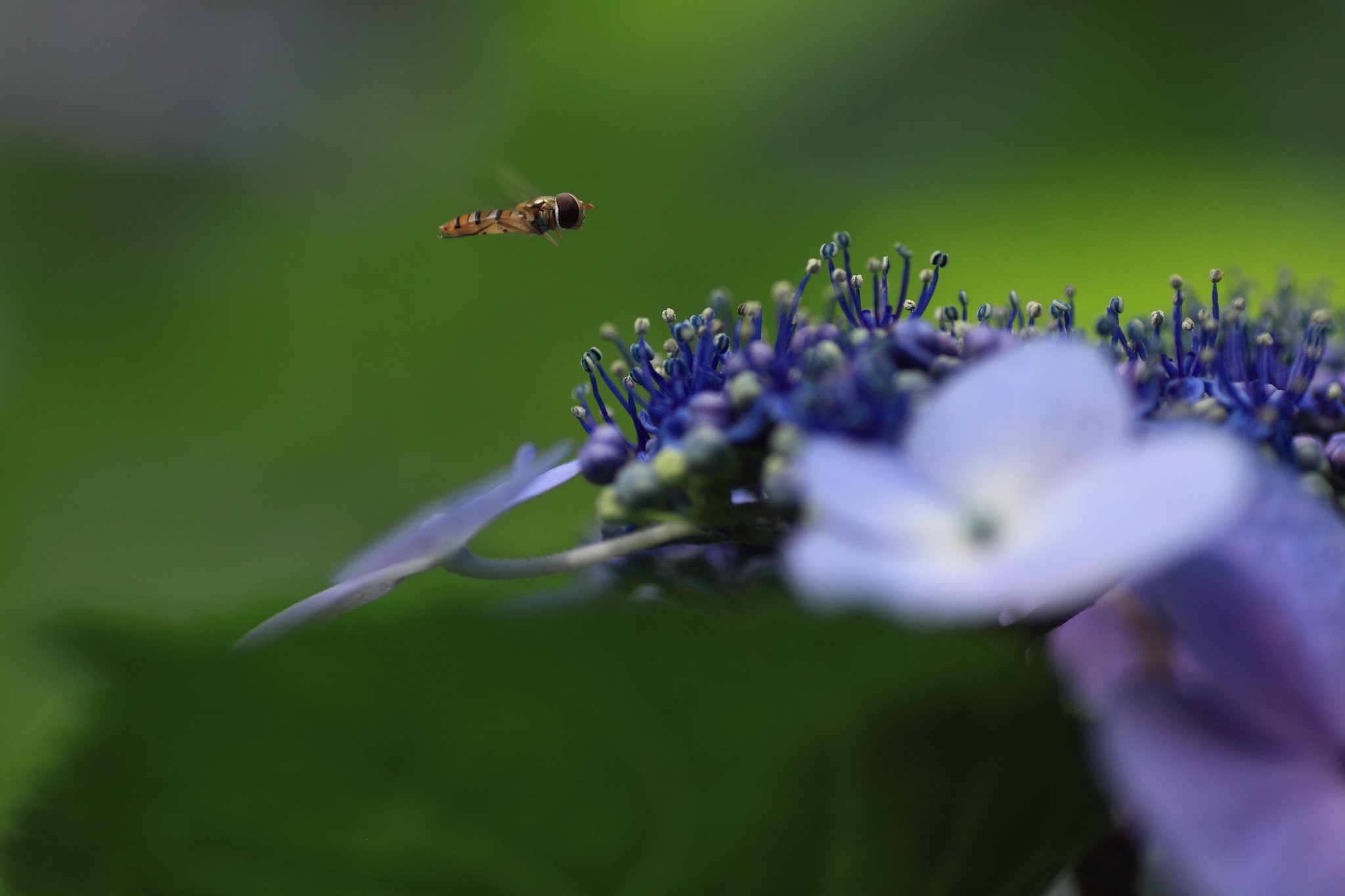 Tamron 90㎜ f2.8  macro172E