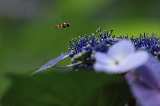 Tamron 90㎜ f2.8  macro172E
