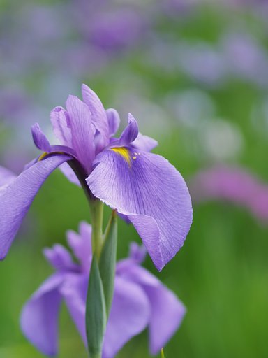 紫の時