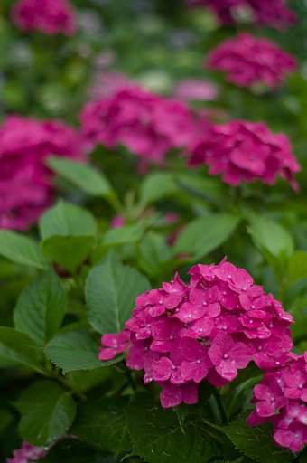 PENTAX-DA 50mmF1.8