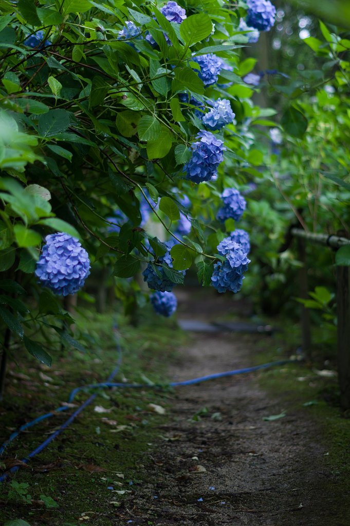 紫陽花園