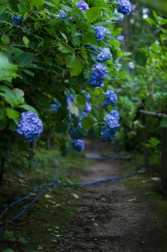 紫陽花園