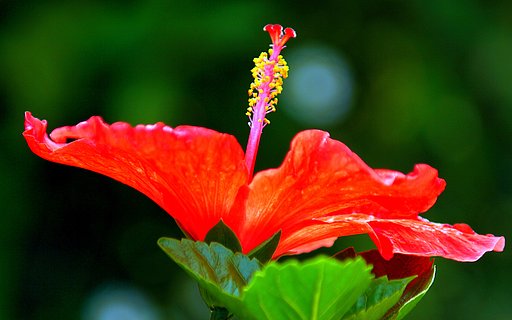 夏の花