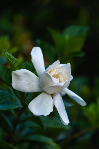 TAMRON 28-300mm F3.5-6.3 Di VC PZD A010N