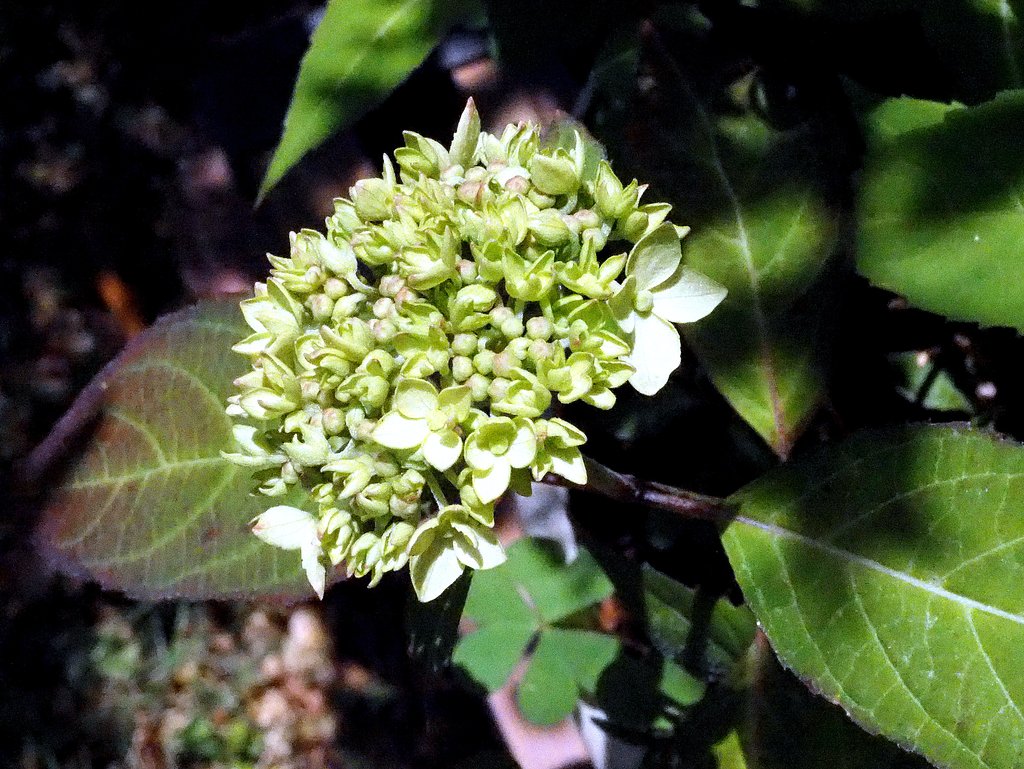 紫陽花