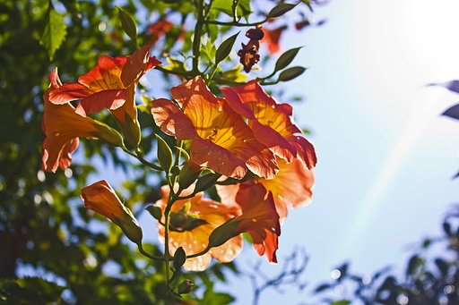 【盛夏】夏の空