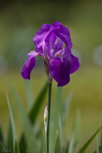 Iris Garden 