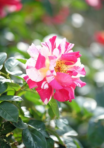 薔薇