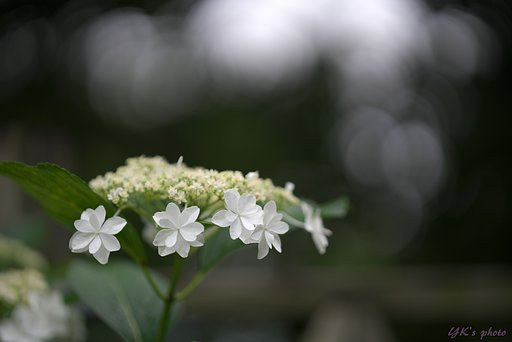 Otus 100mm F1.4 ZF2