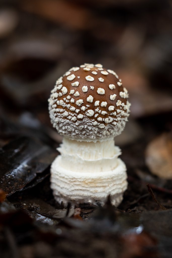 OLYMPUS M.60mm F2.8 Macro