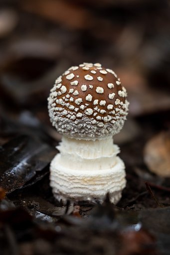 OLYMPUS M.60mm F2.8 Macro