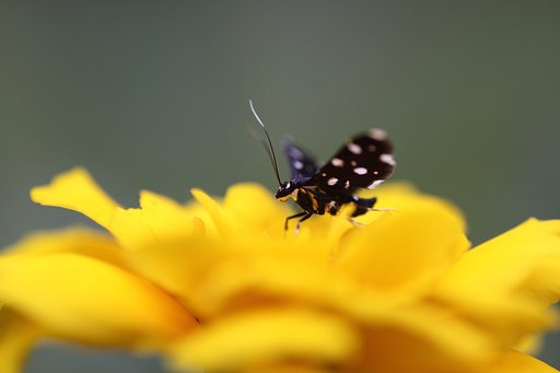 花と蝶