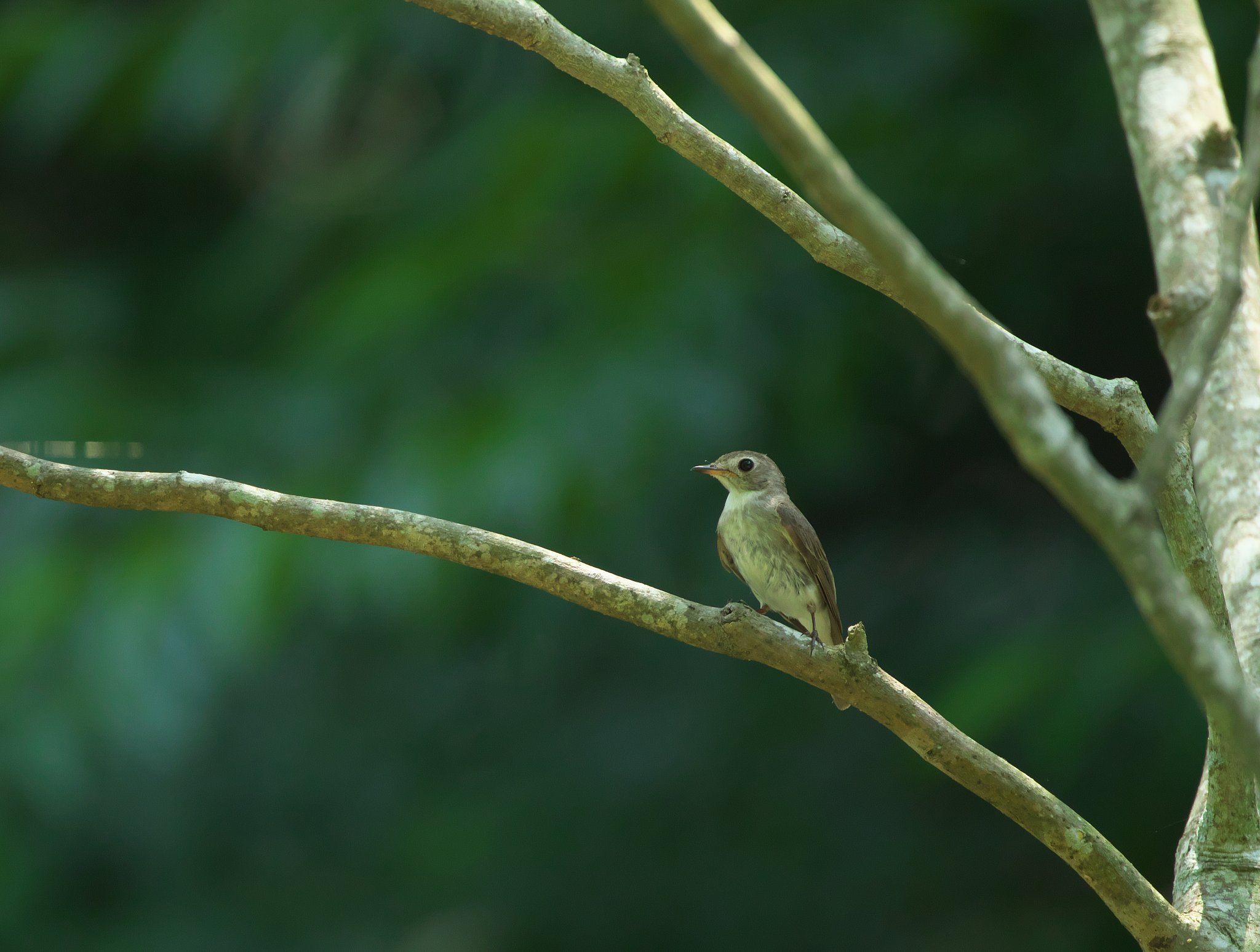 オオルリ♀幼鳥