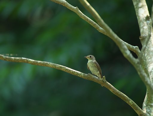 オオルリ♀幼鳥