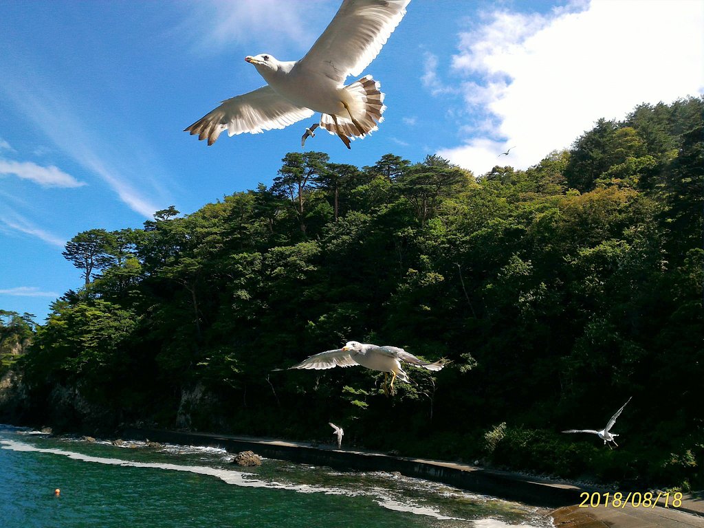 海猫