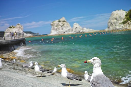 ウミネコ