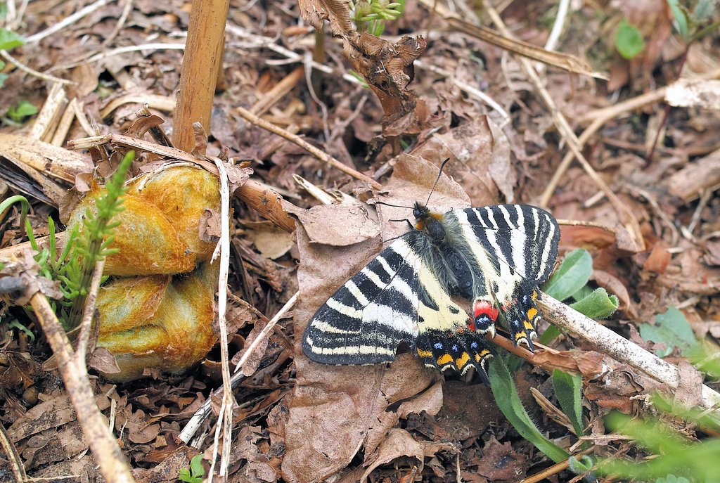 ギフチョウ